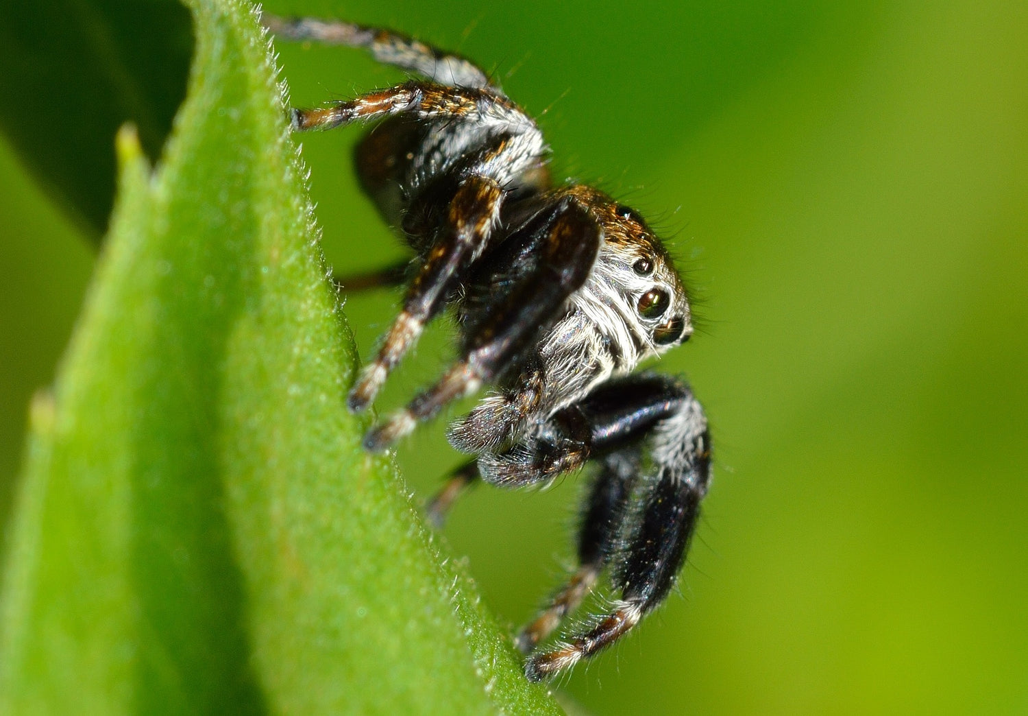 Arachnida