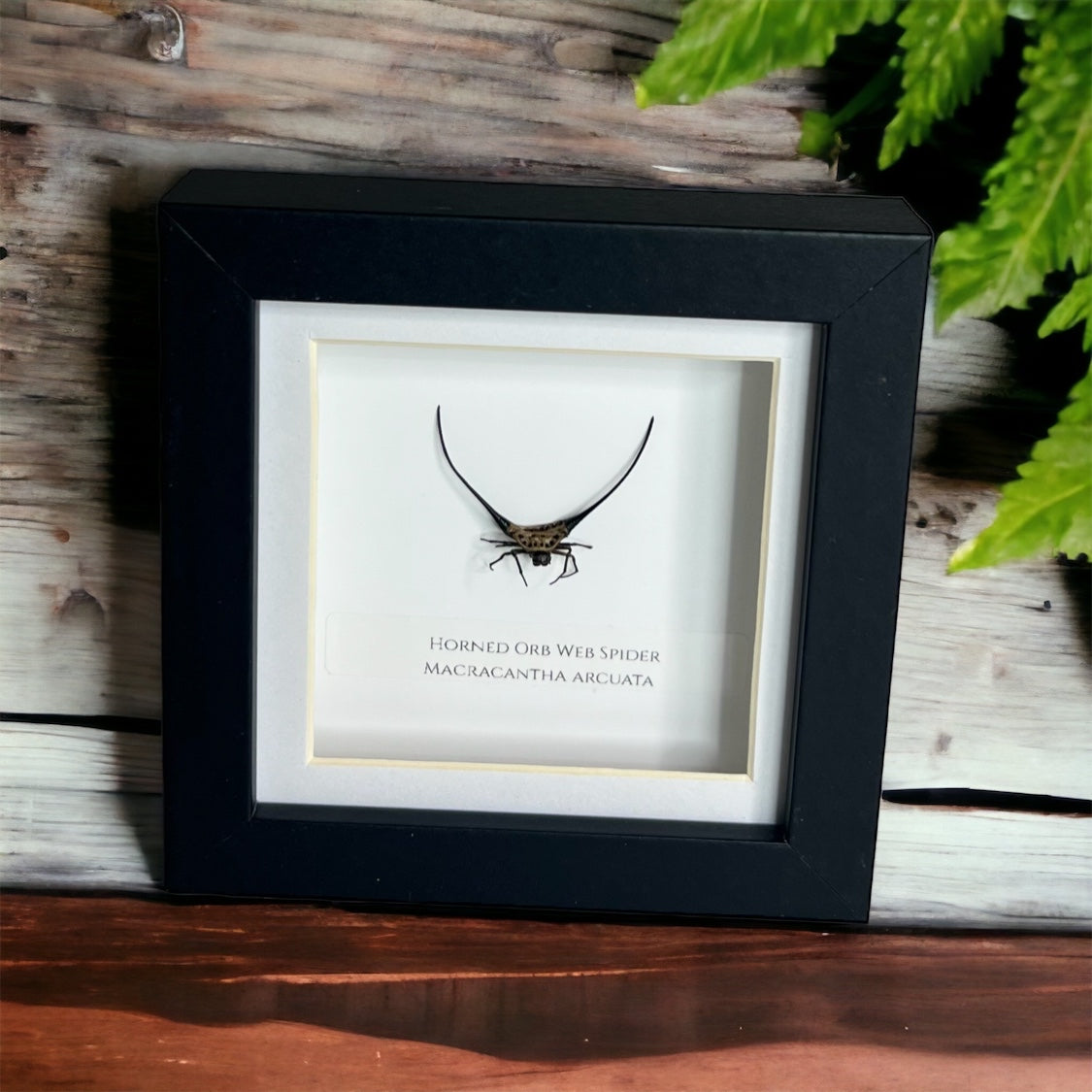 Horned Orb Web Spider