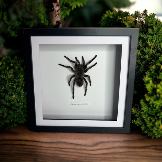 Orange Banded Tarantula
