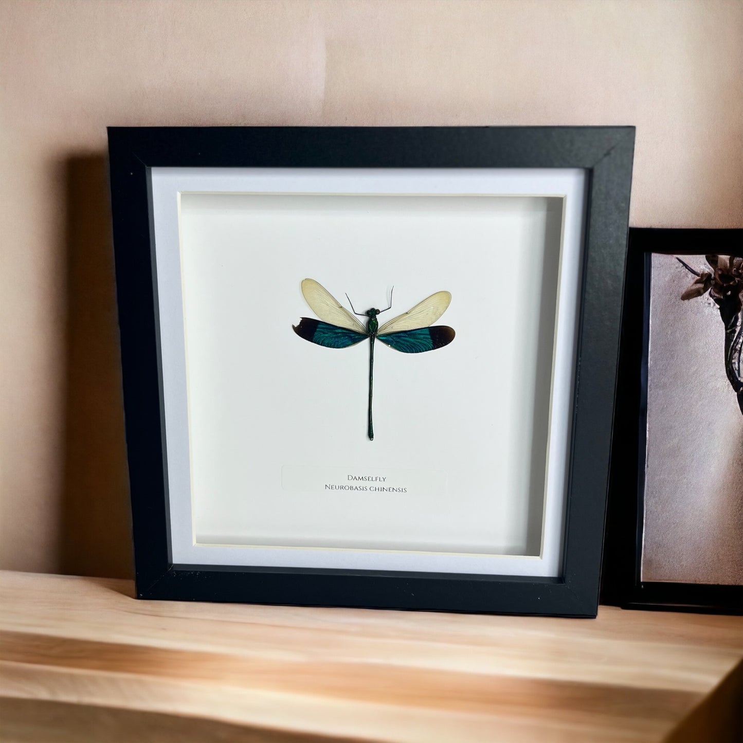 Damselfly (Neurobasis Chinesis)