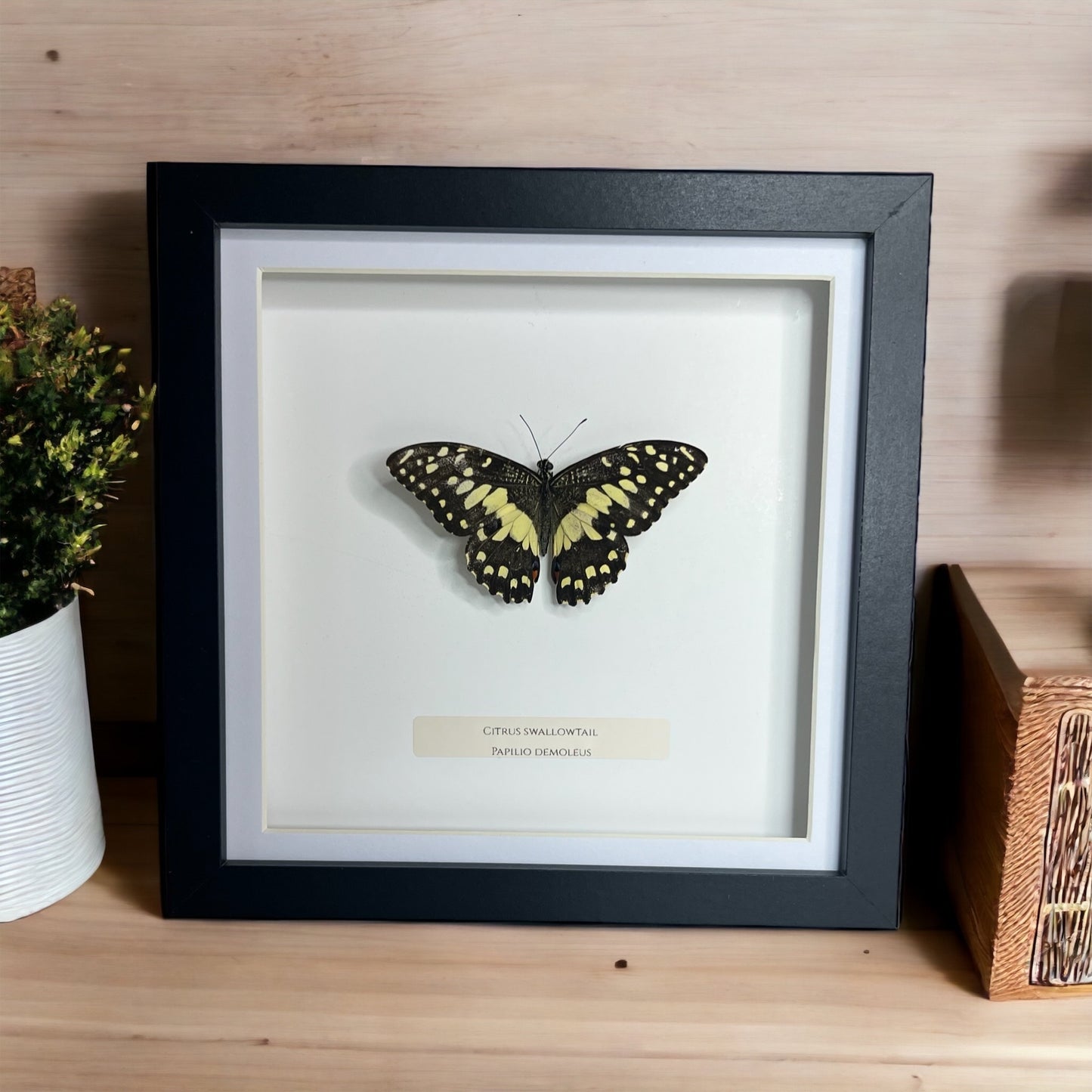 Citrus Swallowtail Butterfly