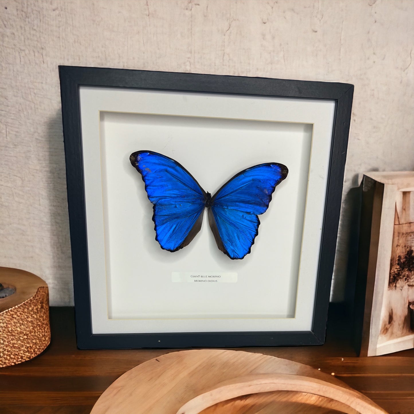 Giant Blue Morpho Butterfly