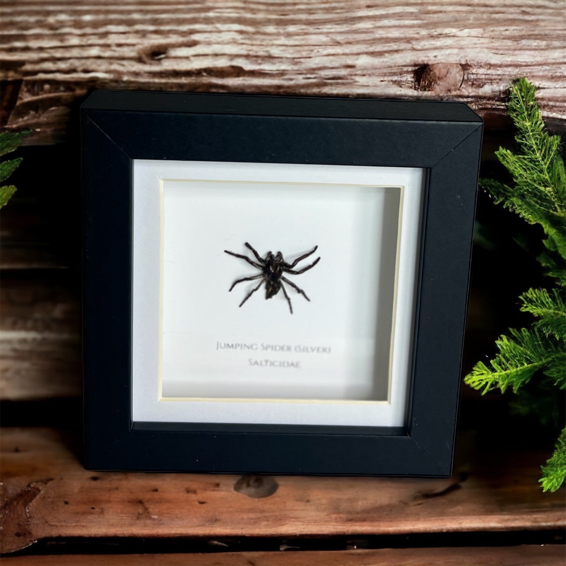 Jumping Spider (Silver)