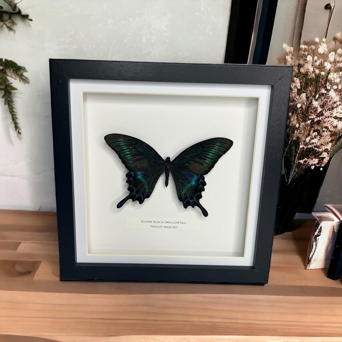 Alpine Black Swallowtail Butterfly