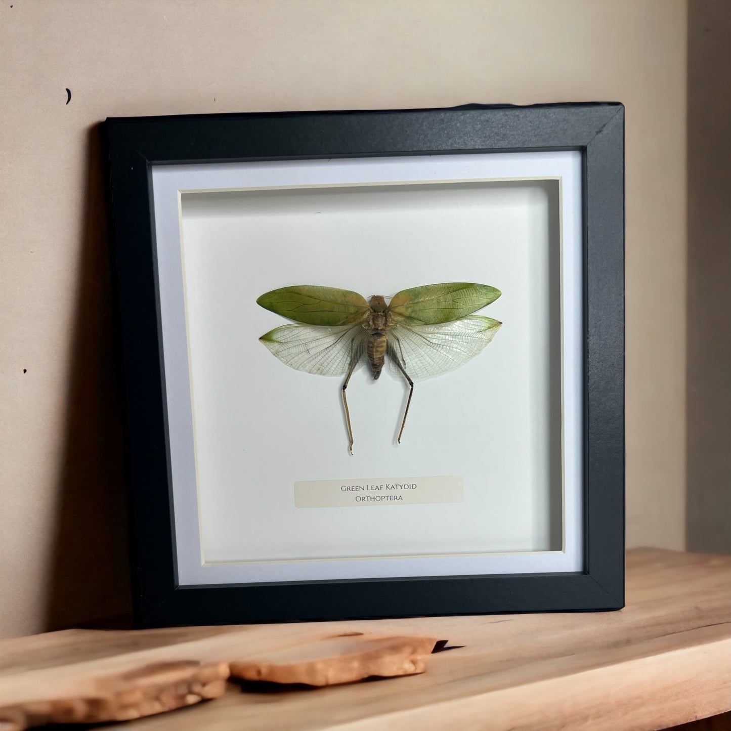 Green Leaf Katydid insect