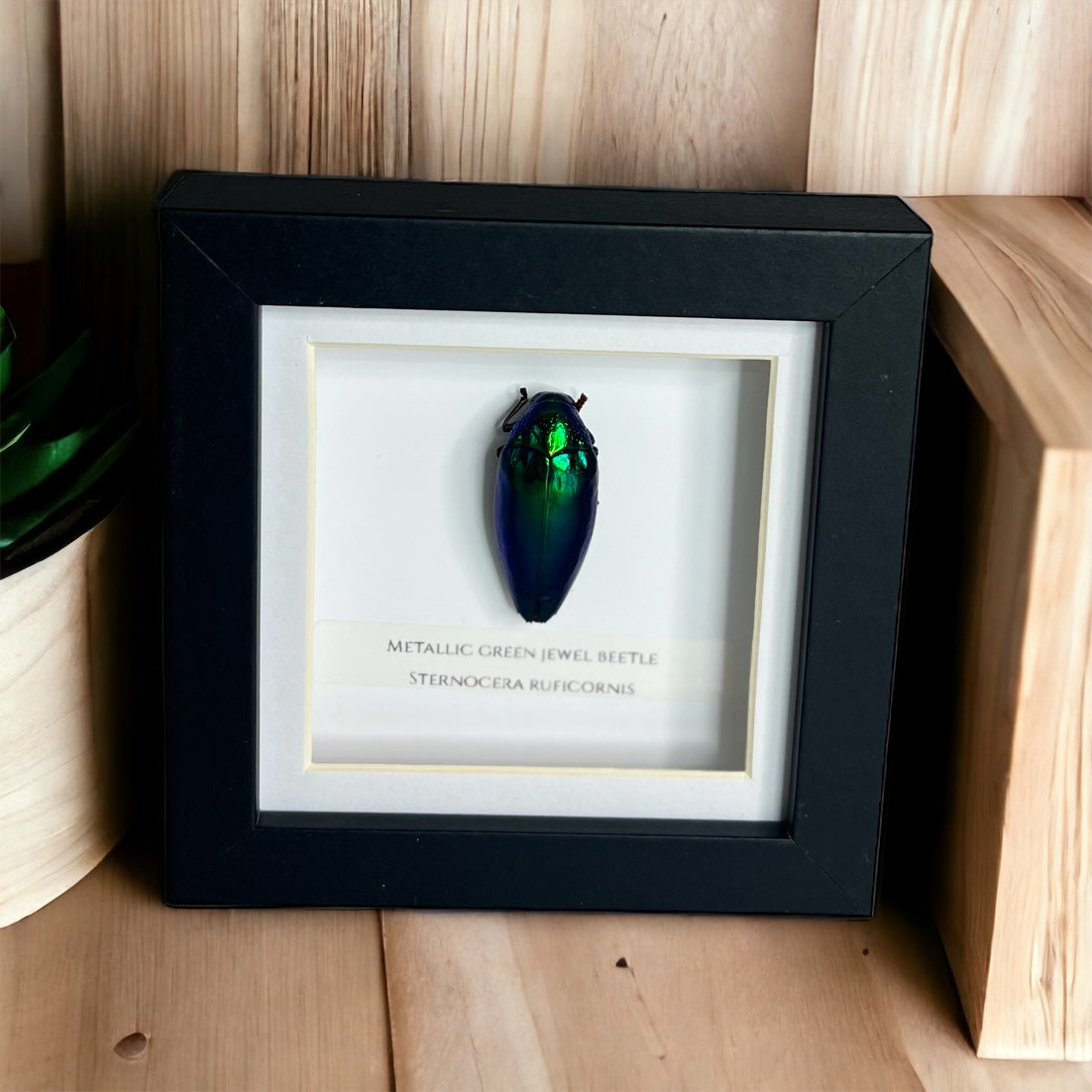 Metallic Green Jewel Beetle