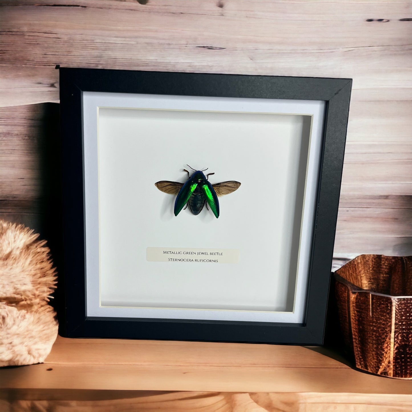 Metallic Green Jewel Beetle