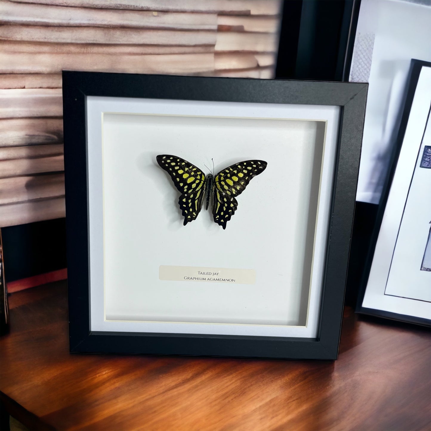 Tailed Jay Butterfly