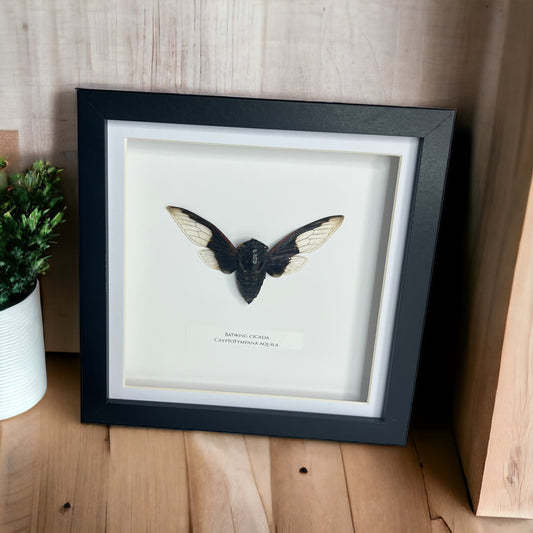 Batwing Cicada