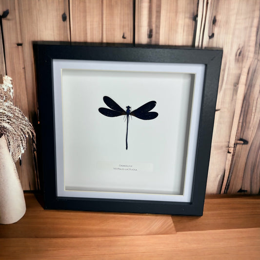 Damselfly (Vestalis Luctuosa)