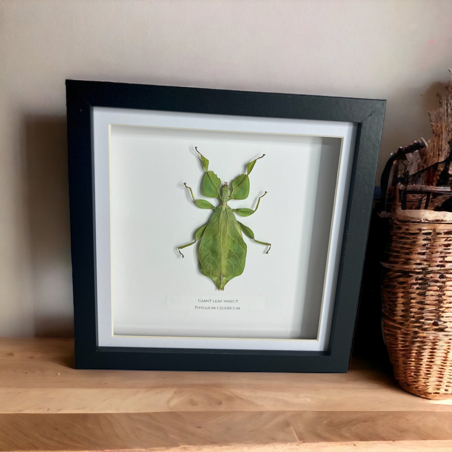 Giant green leaf insect