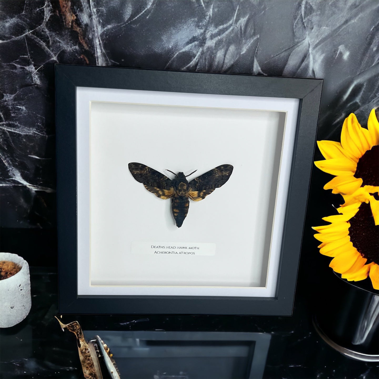 Deaths-Head Hawk Moth