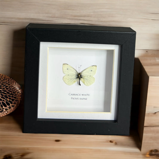 Cabbage White Butterfly