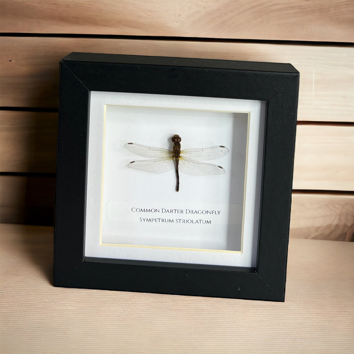 Common Darter Dragonfly