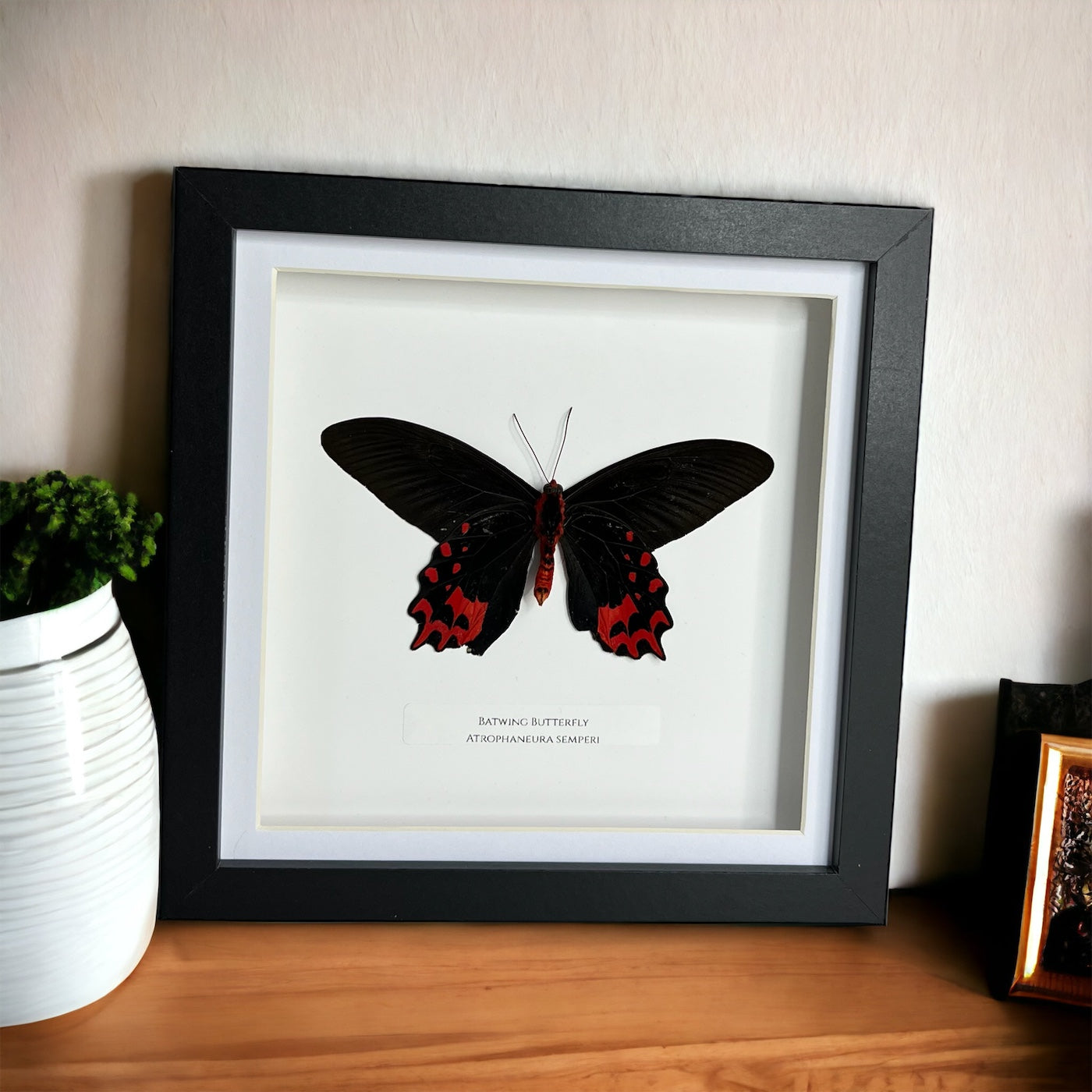 Batwing Butterfly (Underside)