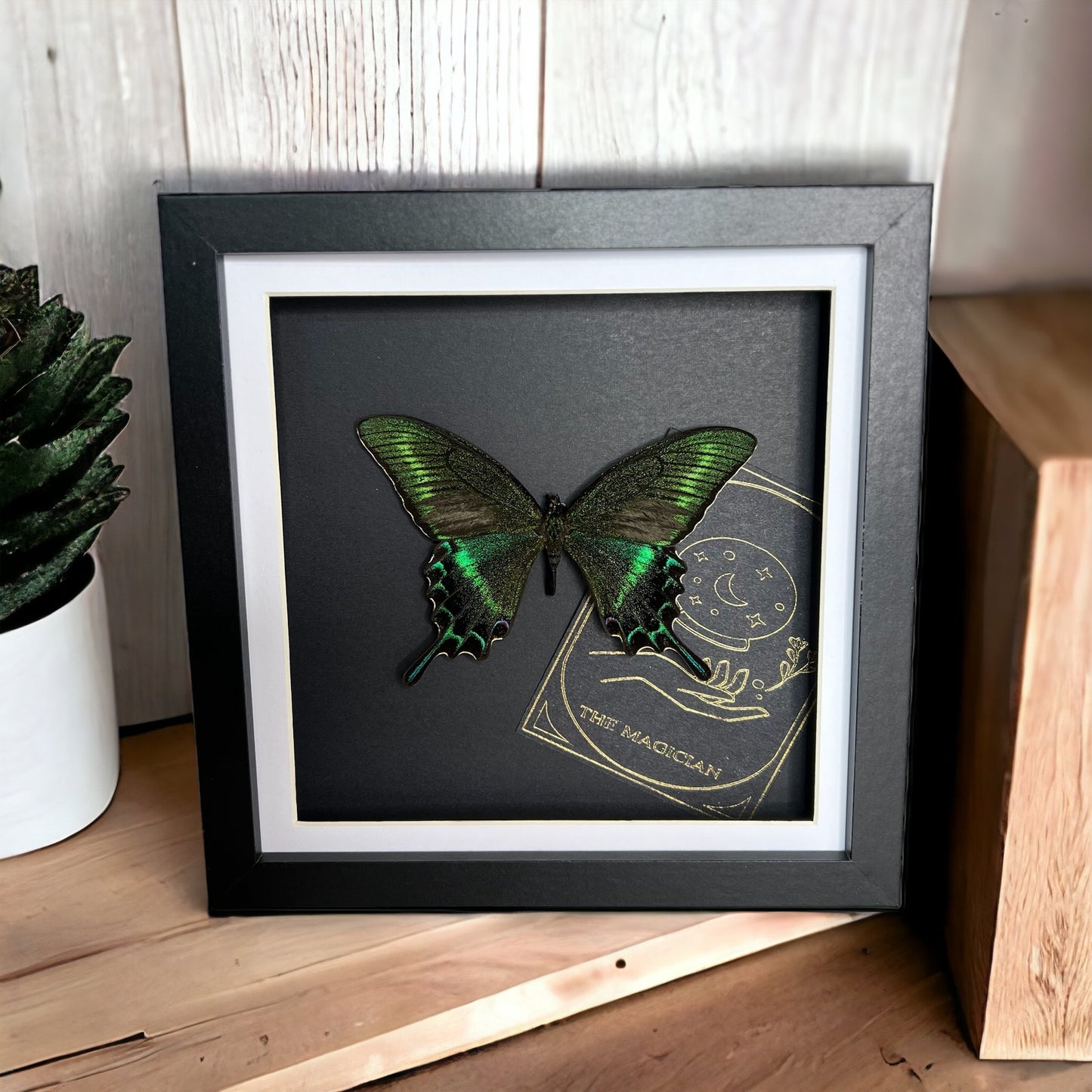 Alpine Black Swallowtail Tarot