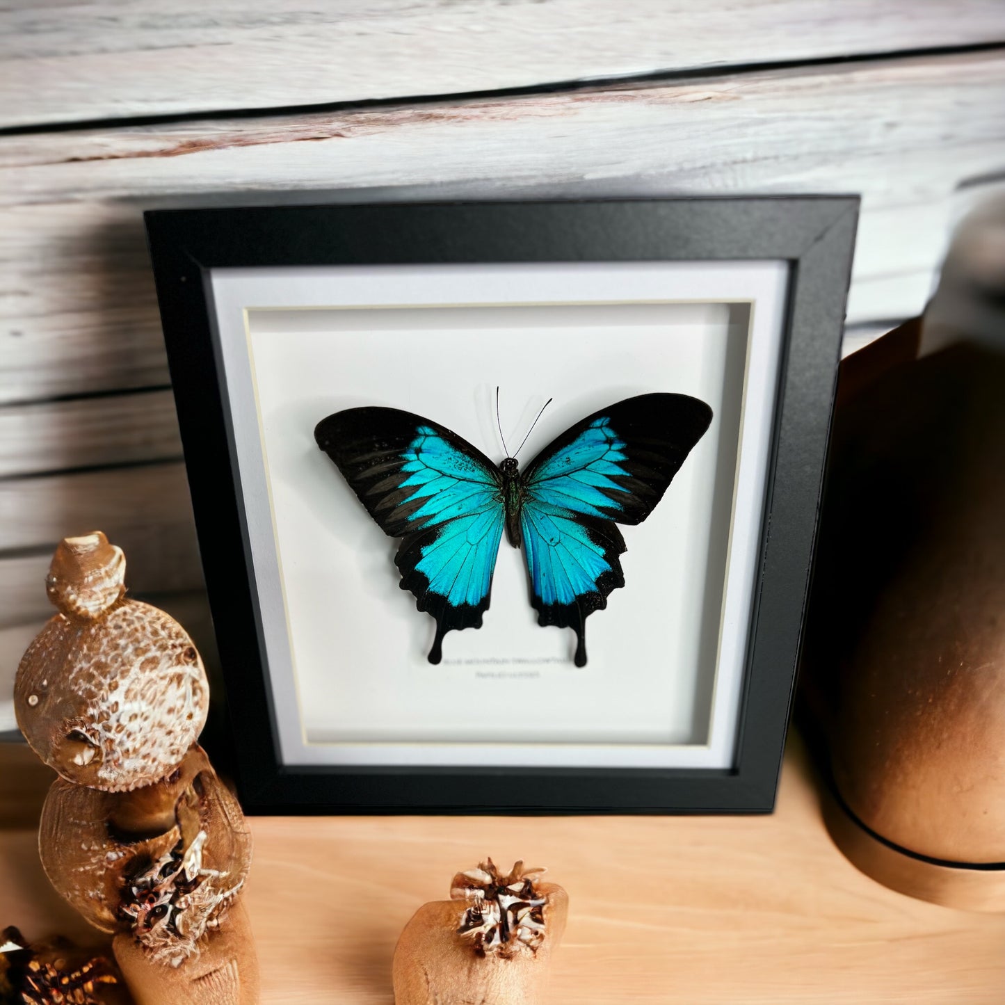 Blue Mountain Swallowtail