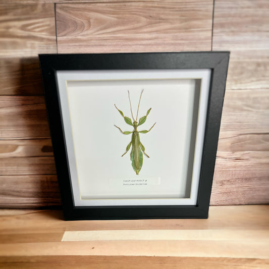 Green leaf Insect (male)