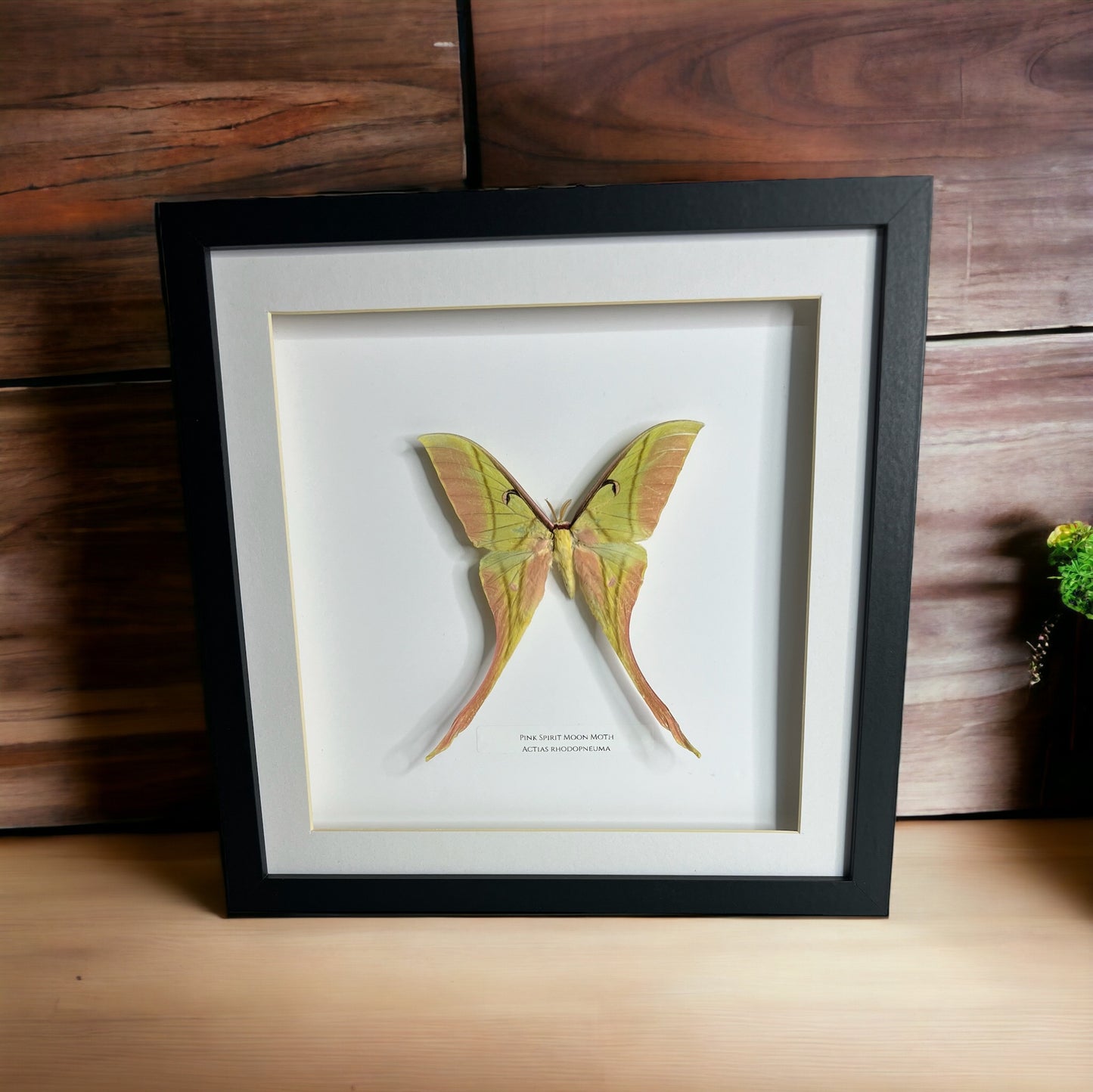 Pink Spirit Moon Moth