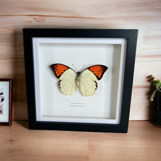 Giant Orange Tip Butterfly