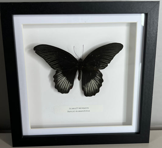 Scarlet Mormon (TS) Butterfly