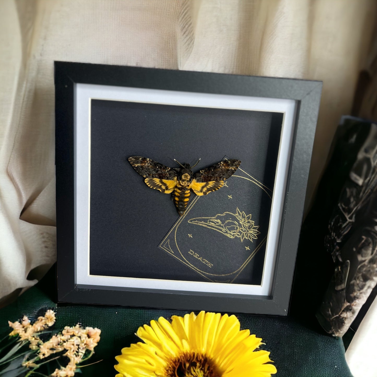 Deaths-Head Hawk Moth Tarot