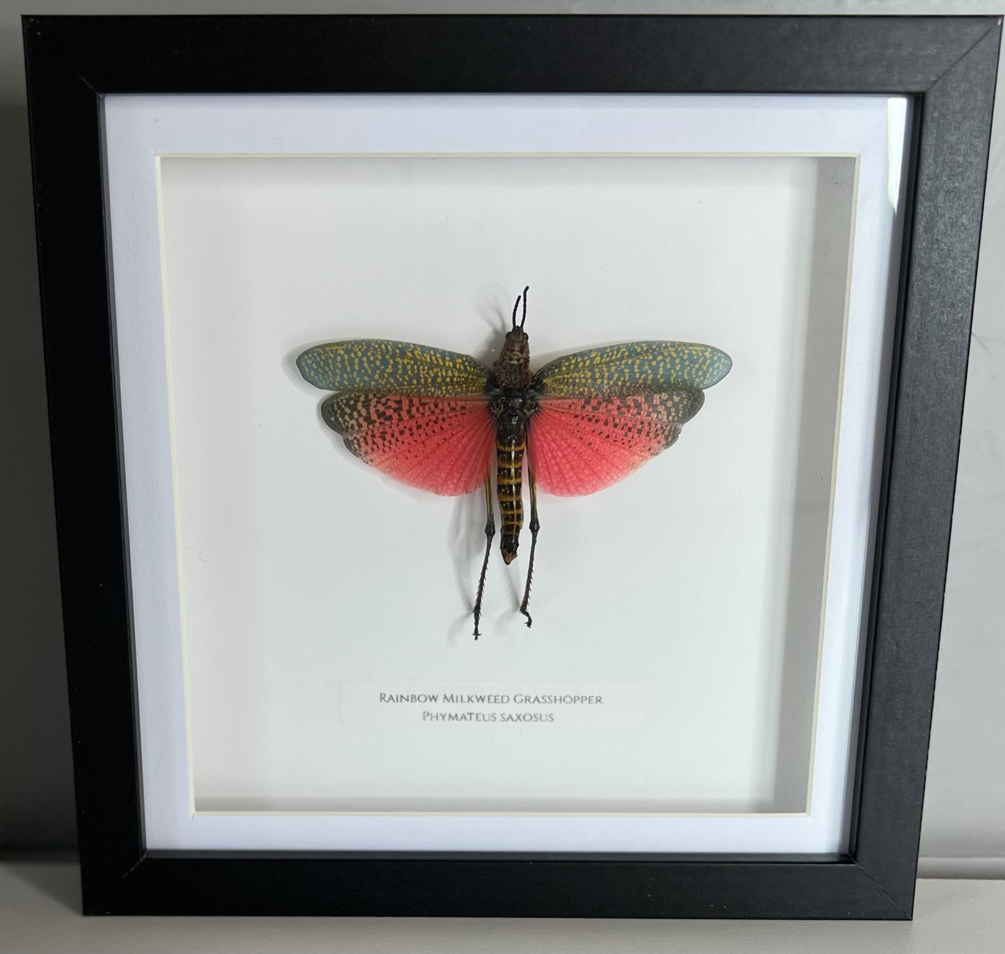 Rainbow Milkweed Grasshopper