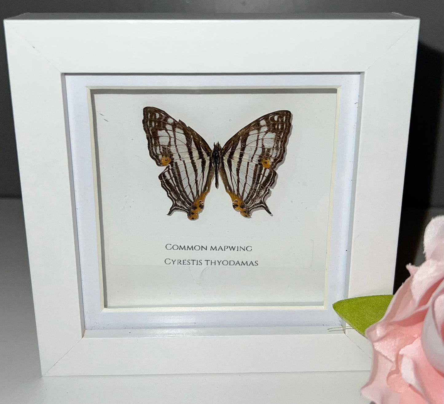 Common mapwing Butterfly