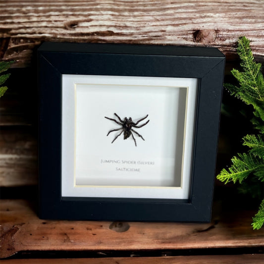 Jumping Spider (Silver)