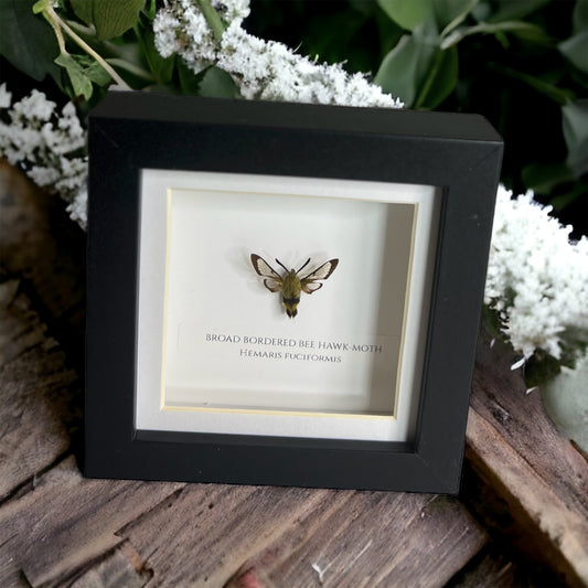 Broad Bordered Bee Hawk-moth