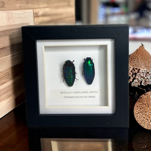 Metallic Green Jewel Beetle