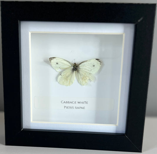 Cabbage White - Imperfect
