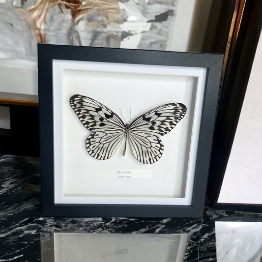 Rice Paper Butterfly