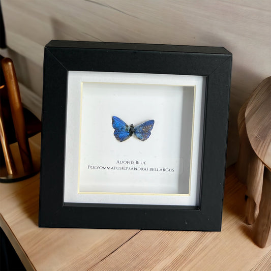 Adonis Blue Butterfly