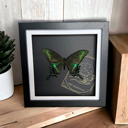 Alpine Black Swallowtail Tarot