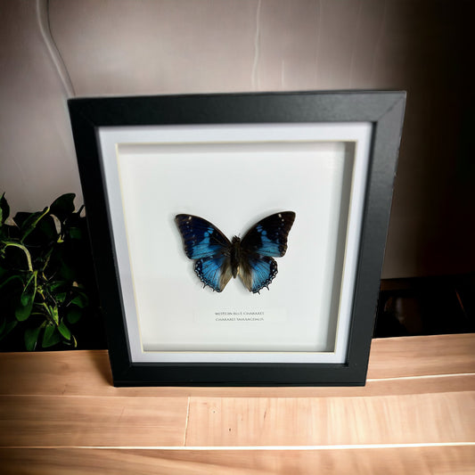 Western Blue Charaxes Butterfly