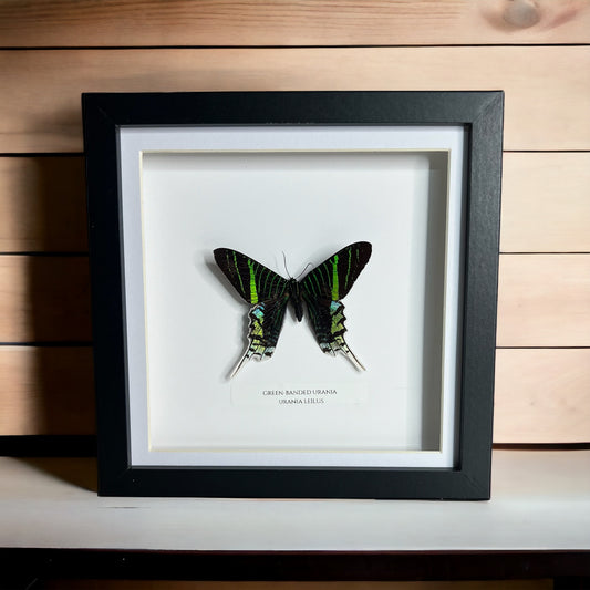 Green Banded Urania Moth