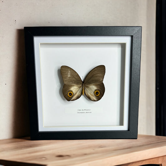 Owl Butterfly
