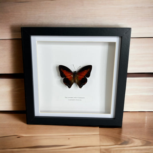 The shining red charaxes butterfly
