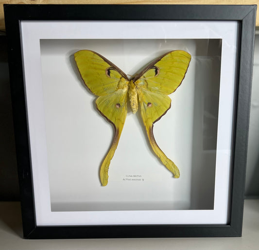 Luna Moth (female)