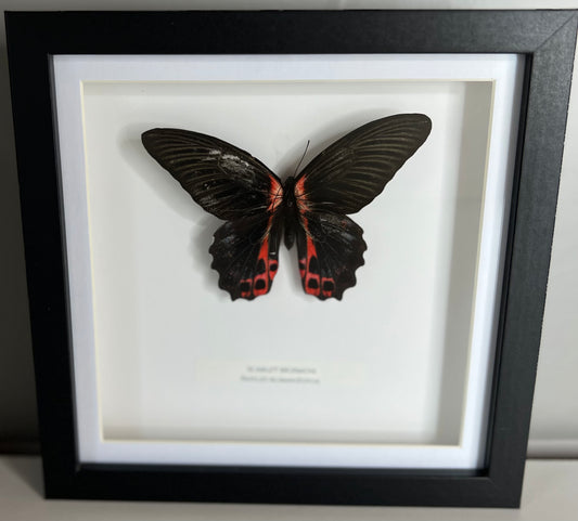 Scarlet Mormon (US) Butterfly