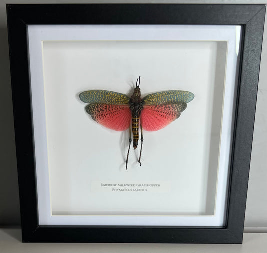 Rainbow Milkweed Grasshopper