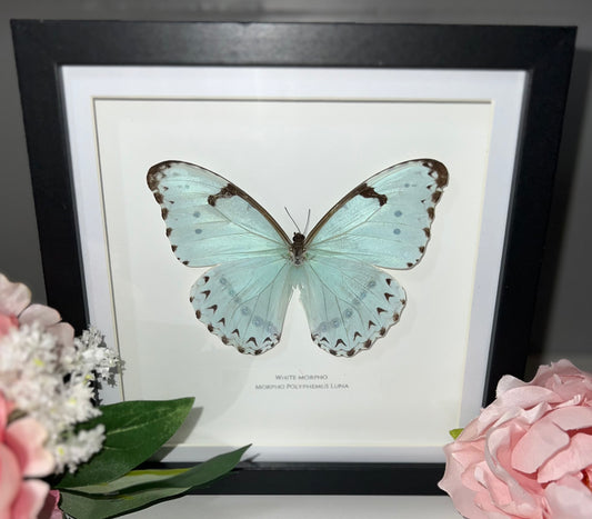 White Morpho Butterfly