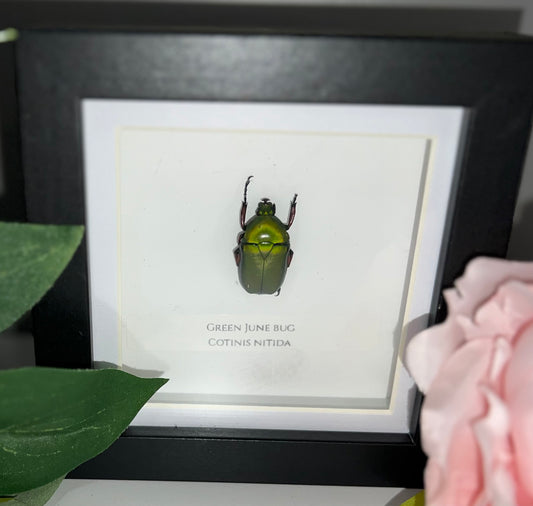 Green June Bug