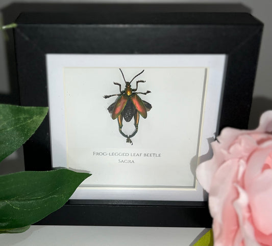 Frog-Legged Leaf Beetle