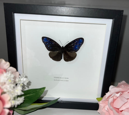 Striped Blue Crow Butterfly