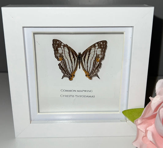 Common mapwing Butterfly